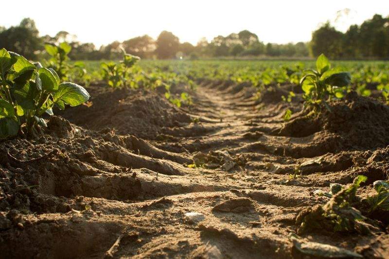 Cómo preparar la campaña de primavera en el campo
