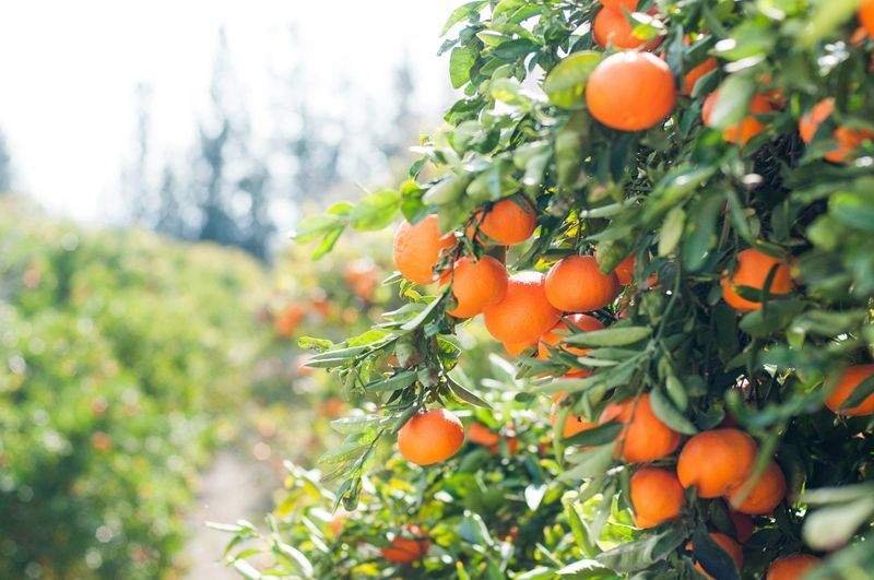 La importancia del riego eficiente en cultivos mediterráneos